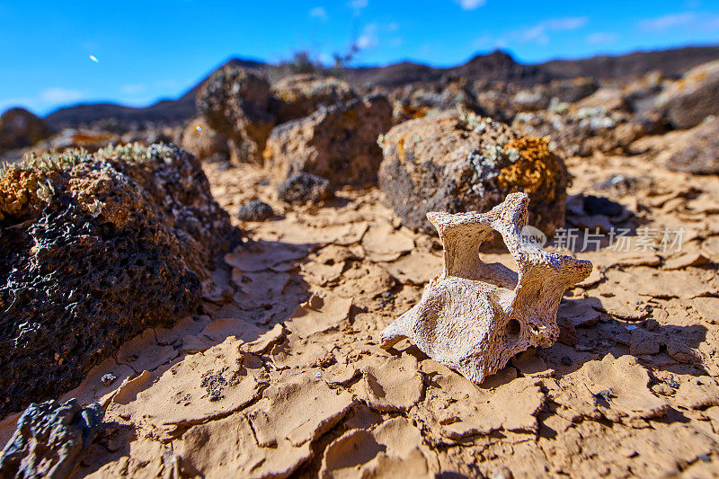 山羊椎骨在malpais Grande，靠近Caldera de los Arrabales volcano, Fuerteventura